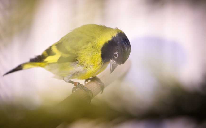 Neka se čuje cvrkut: Uradite ovo i ptice neće napustiti vaš vrt